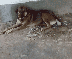 Shovel dog