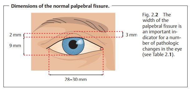 Article Eyelids  Examination tdD