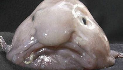 Blobfish ugly 470