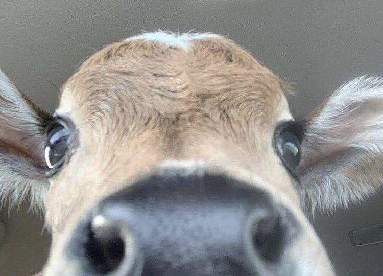 Selfie