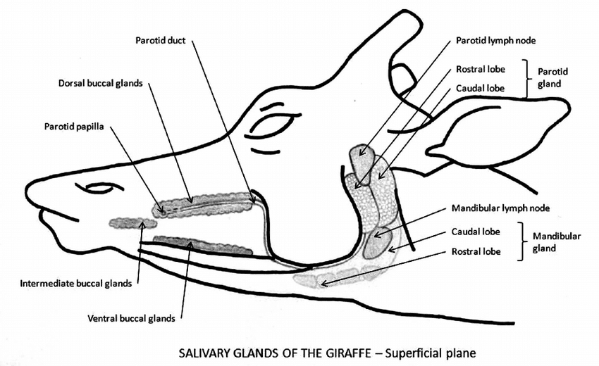 D71D0BA7 3FFC 42E2 9DB6 82614DDEC7DA