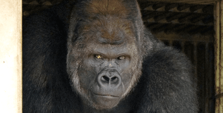 Shabani handsome gorilla G