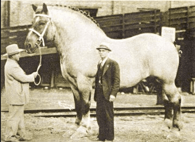 Horse