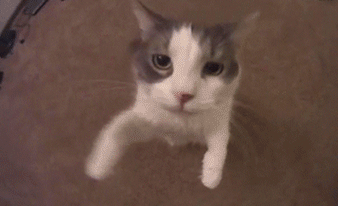 Kitty kuss