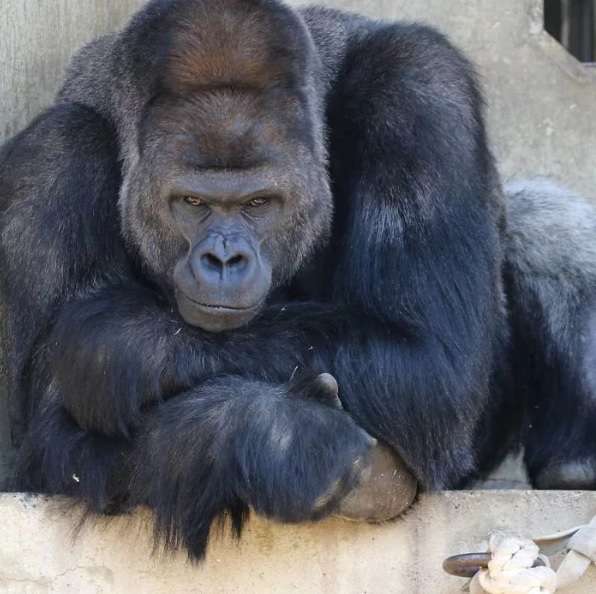 Handsome gorilla 8 Handsome gorilla 8