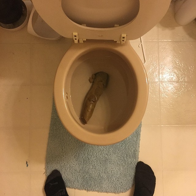 84265559 664651357640421 4244874540465648807 n