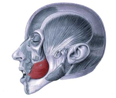 Buccinator2