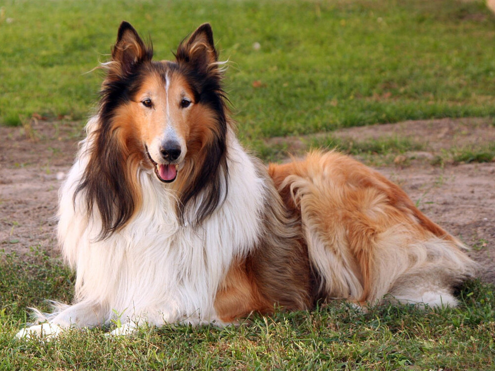 Collie 01 Collie 01