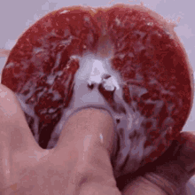Fruit
