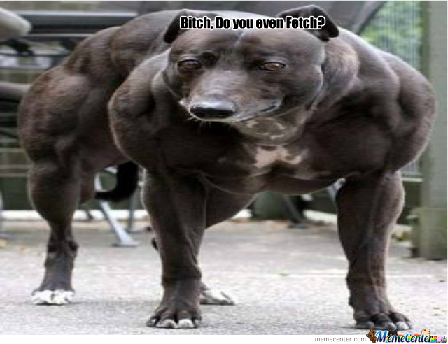 Steroid dog o 1616785