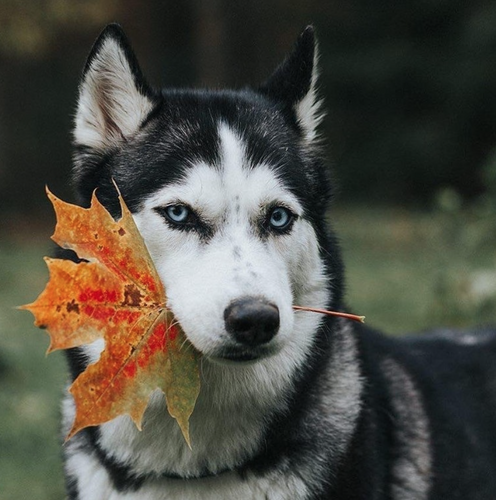 Screen Shot 2017-09-28 at 8.50.08 PM.png