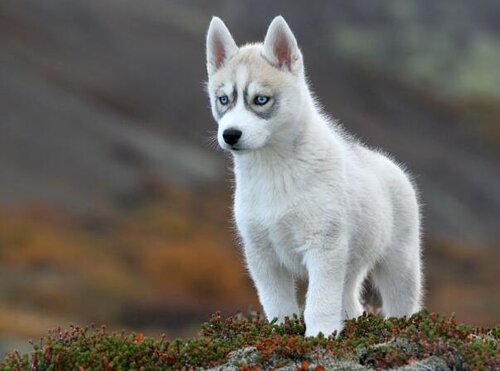 Siberian Husky