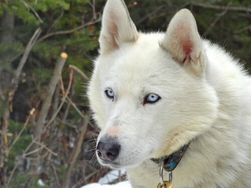 Snowy owl sled dog tours