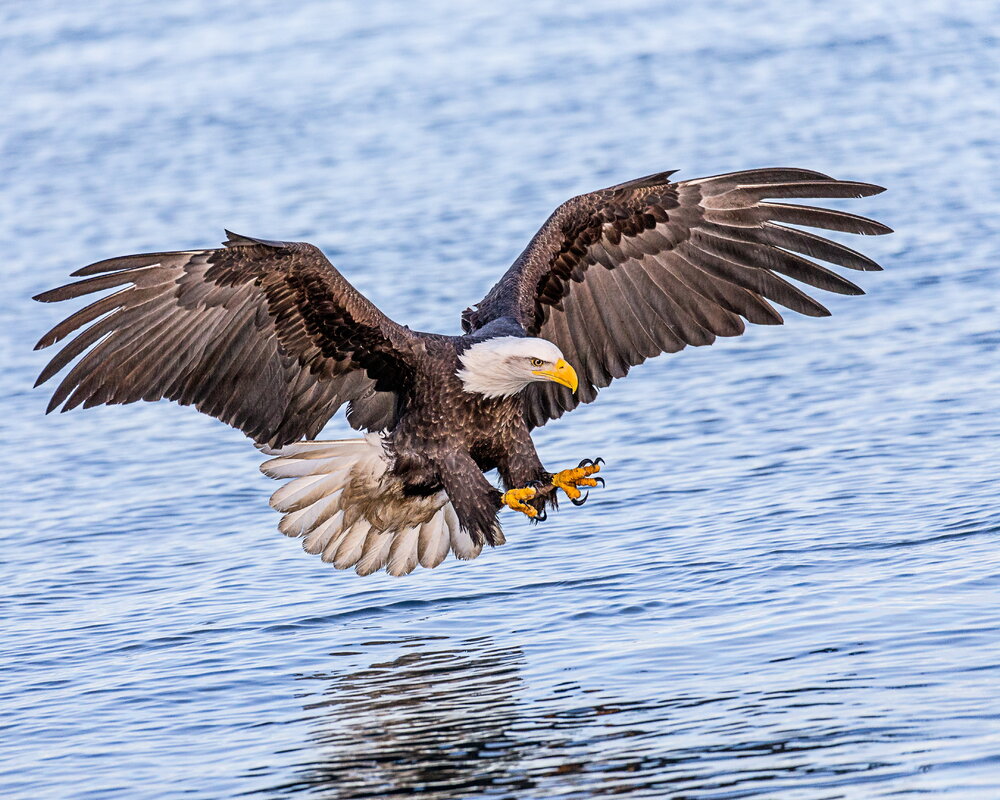 Talons ready bald eagle eagle hunting wallpaper