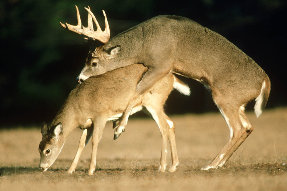 4DAF4C05 9AD4 4686 BF4A 76AB42526C02 4DAF4C05 9AD4 4686 BF4A 76AB42526C02