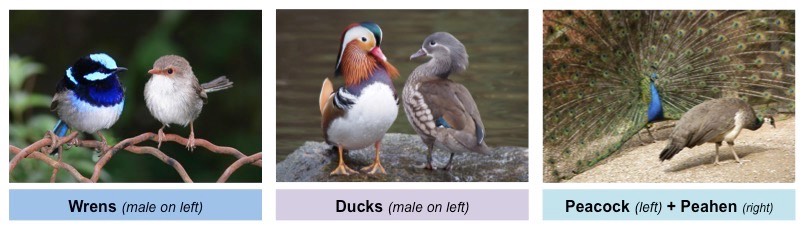 Sexual dimorphism med