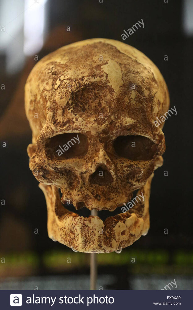 Homo sapiens cro magnon early modern human european upper paleolithic FX9XA0