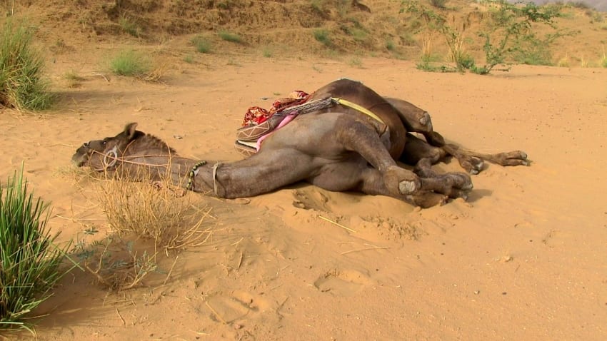 Optimized camel1