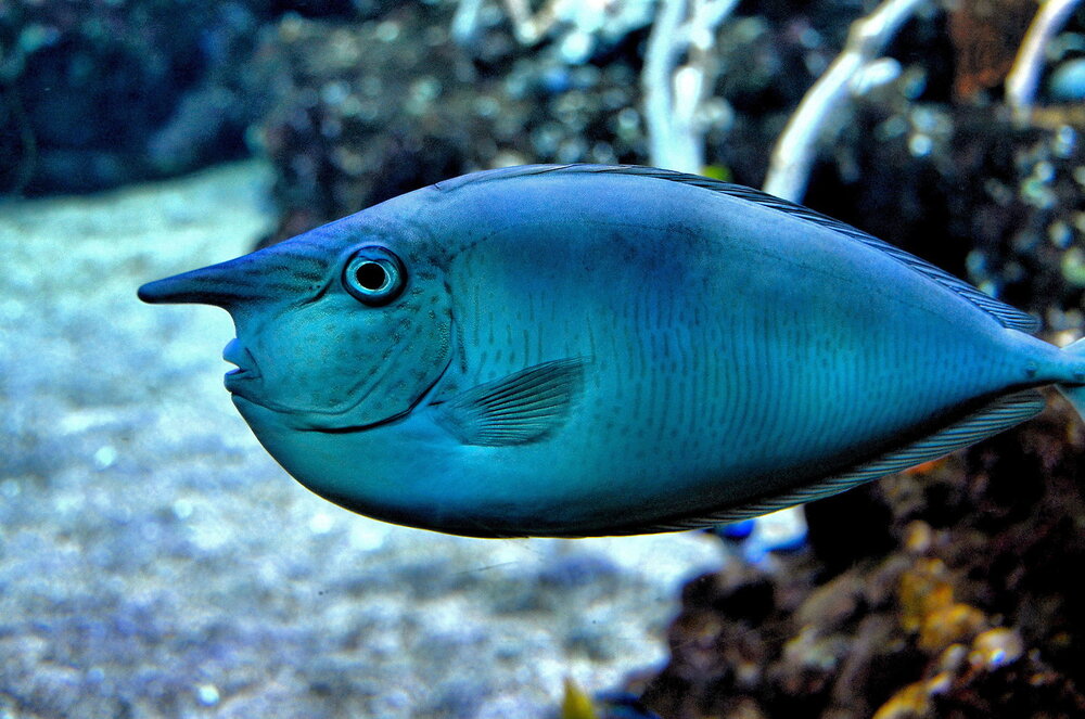 Washington Seattle Spotted Unicorn Fish Seattle Aquarium Washington Seattle Spotted Unicorn Fish Seattle Aquarium