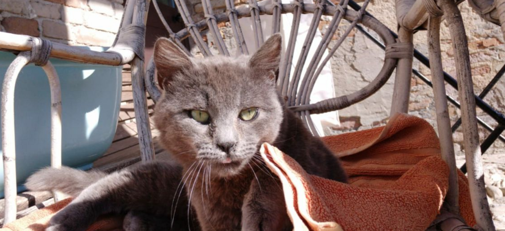 Cat 1