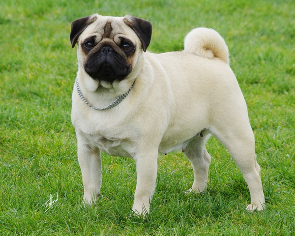 Dog breed the pug
