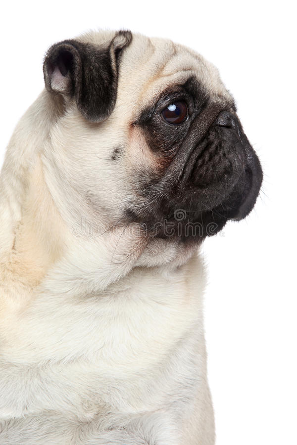 Pug dog side portrait 27173042