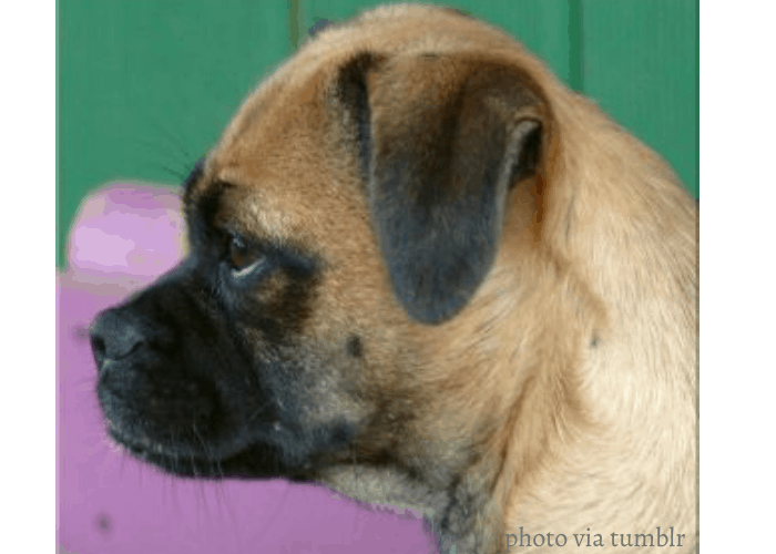 Retro pug head side view