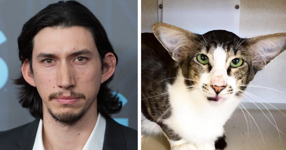 Cat look alike adam driver fb
