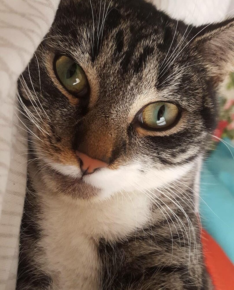 Snoezepoes