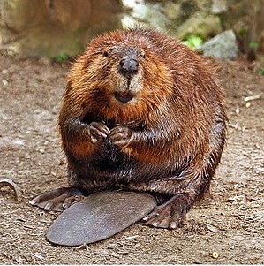 300px American Beaver