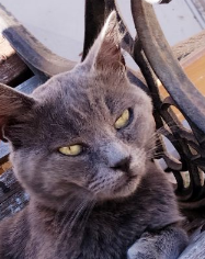 Hunter stare