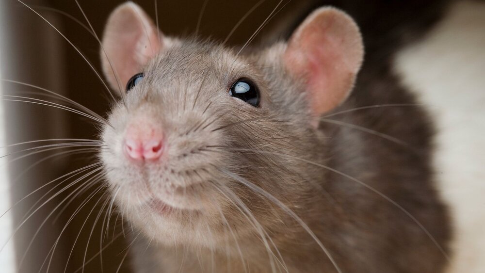 01 rat friends nationalgeographic 1162144
