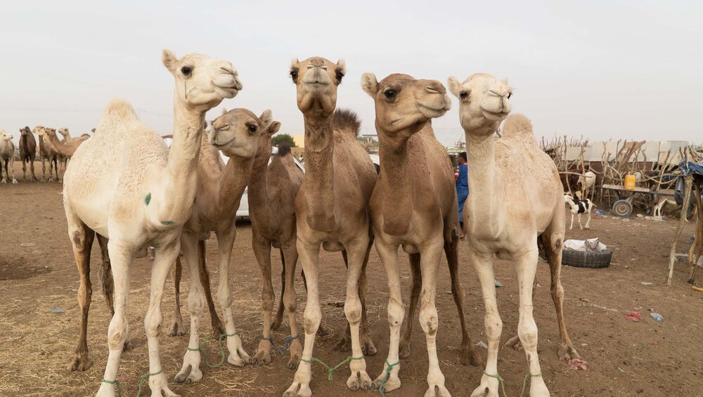 Group camels