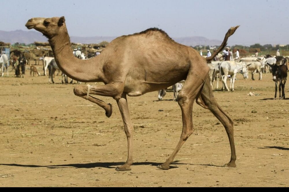 CAMELS
