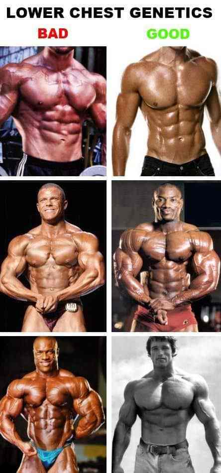 Lower chest genetics collage