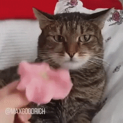 CatTranscendence