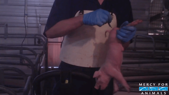 Castration 2 2 2