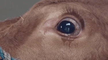 Emma cow 2