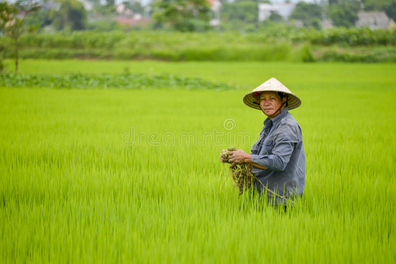 Asian man rice field portrait vietnamese conical his head 47854662