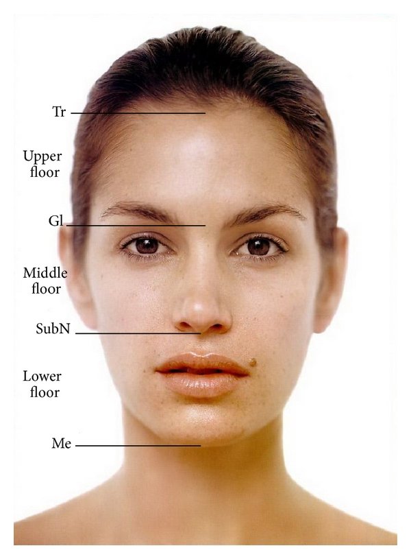 Division of the face into horizontal thirds