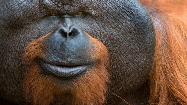 Orangutan