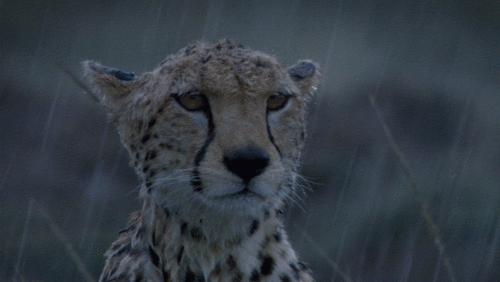 456735-e3987c514f88fbaf106731fd8f7ae4e2.gif