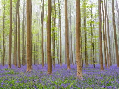 hallerbos-forest-belgium-cr-getty.jpg