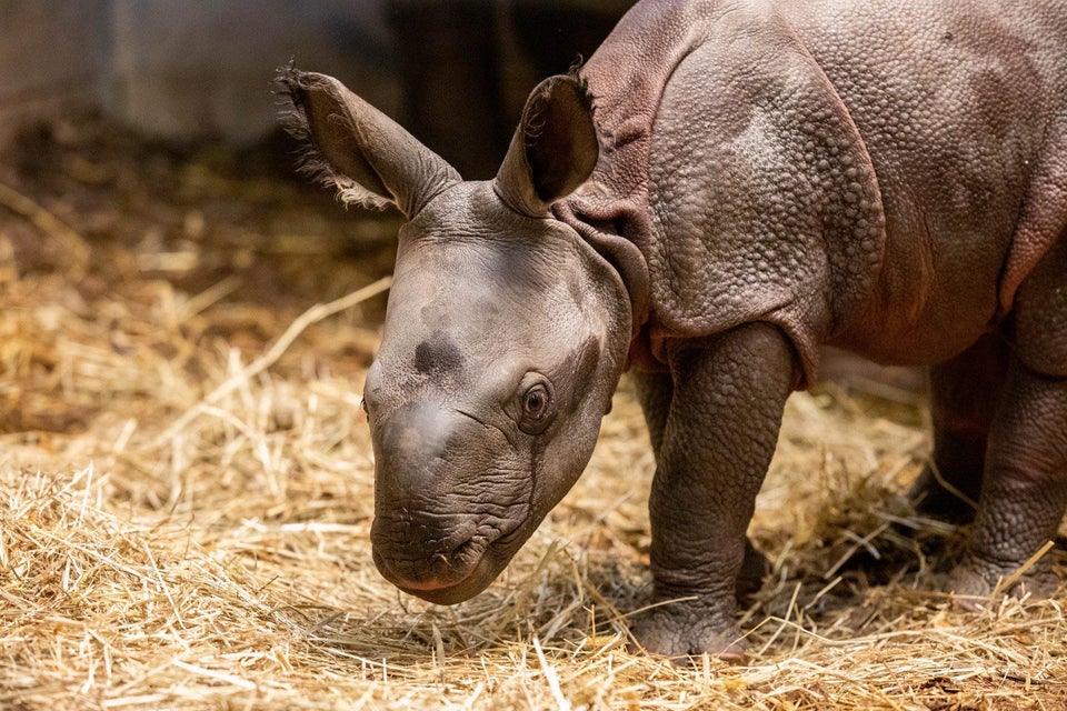 Rhino1