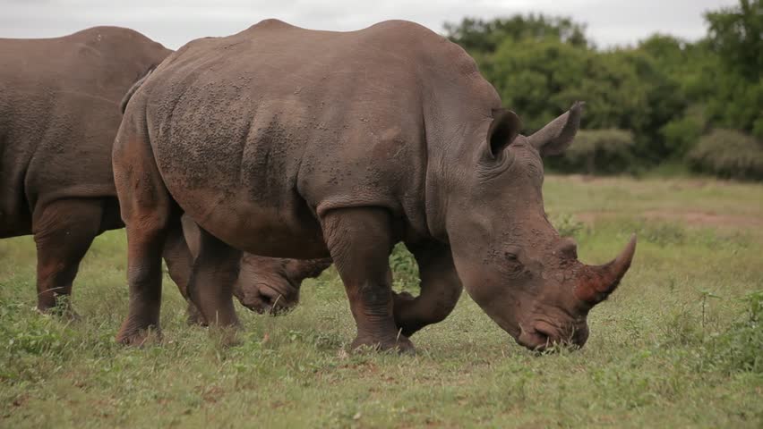 Bigrhino