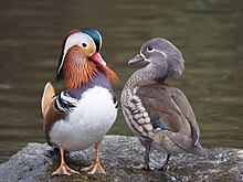 220px Pair of mandarin ducks