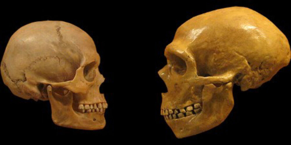 Effects of neanderthal dna on modern humans l