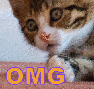 Cat omg