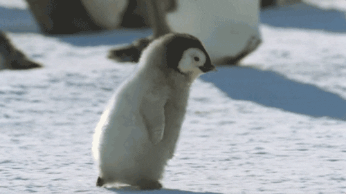 Giphy 28