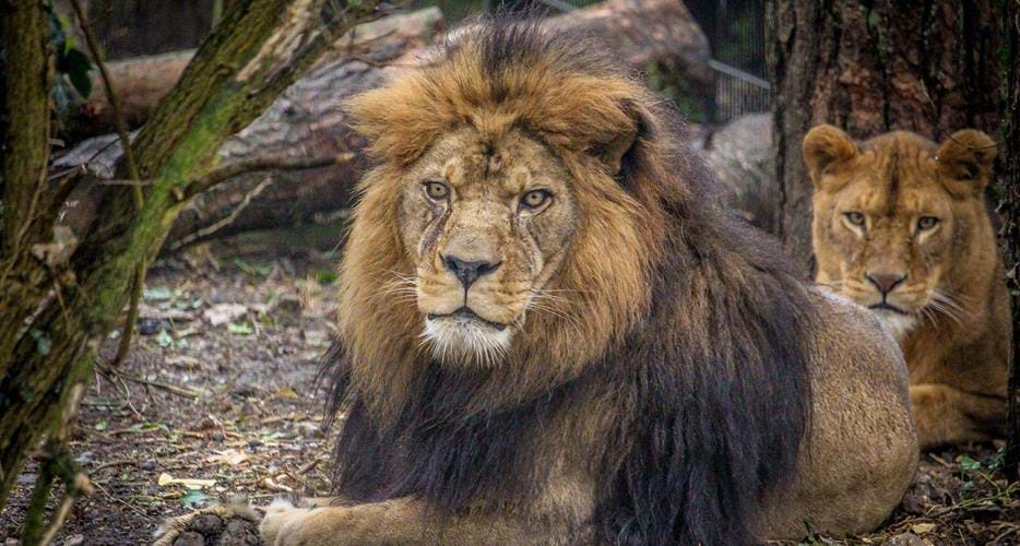 Lions at port lympne small